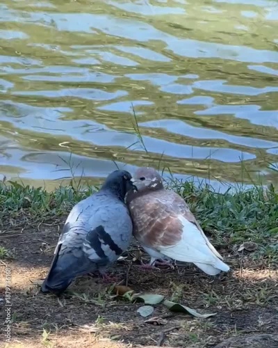 pigeon on the ground