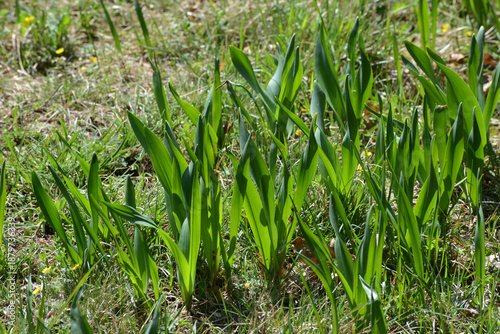 Herbst-Zeitlose,  Colchicum autumnale