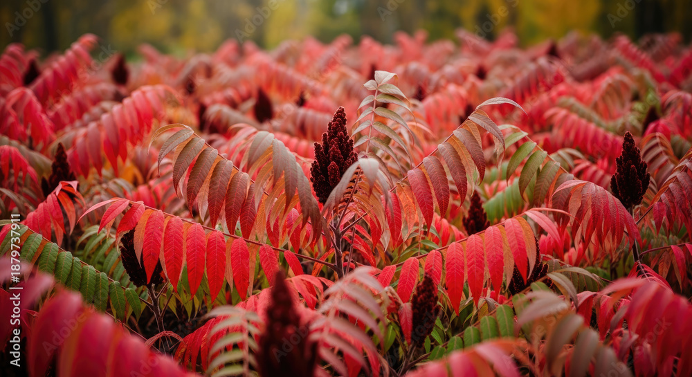 Fototapeta premium Colorful Succulent Plants in a Garden Scene.