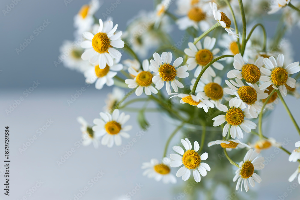 Fototapeta premium Matricaria daisy bouquet in a glass vase on blue background with copy space