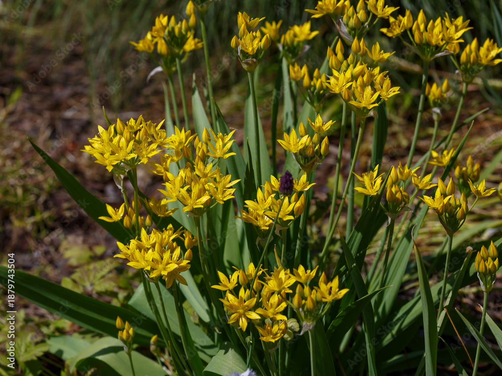 Obraz premium Allium moly is a perennial plant of the onion family ( Allioideae ). It is also known as golden garlic and lily leek