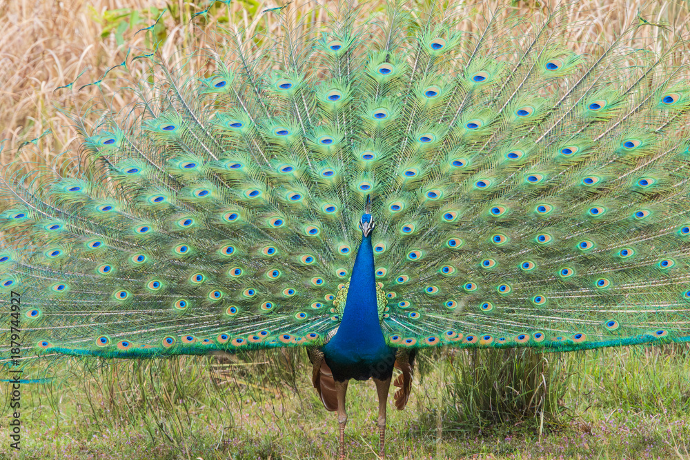 Obraz premium Peacock with feathers out