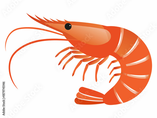 Detailed illustration of a vibrant orange shrimp with prominent features