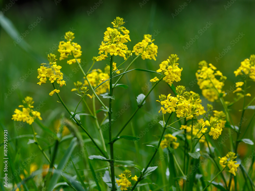 Obraz premium Common rape, or common turnip rape ( Latin- Barbarea vulgaris ) is a biennial herbaceous plant