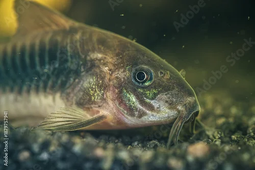 Fototapeta Zbliżenie na rybę z gatunku kirysek (Corydoras) żerującą na ciemnym żwirze w akwarium słodkowodnym. Makrofotografia ukazująca detale głowy, wąsików i metalicznych łusek ryby dennej.