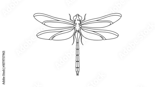 One line art continuous drawing of a detailed dragonfly, a symbol of transformation and adaptability
