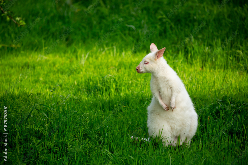 Obraz premium A close-up of a kangaroo on green grass. A white albino kangaroo cub. Wild kangaroos, Australia, wildlife, marsupials.