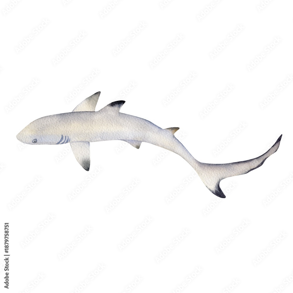 Fototapeta premium watercolor shark, animal of the Indian Ocean, tropical fish, hand drawn underwater animal, grey, black colors, wildlife of ocean, sea, floating inhabitants of Bali's, Maldives warm seas, coral reefs