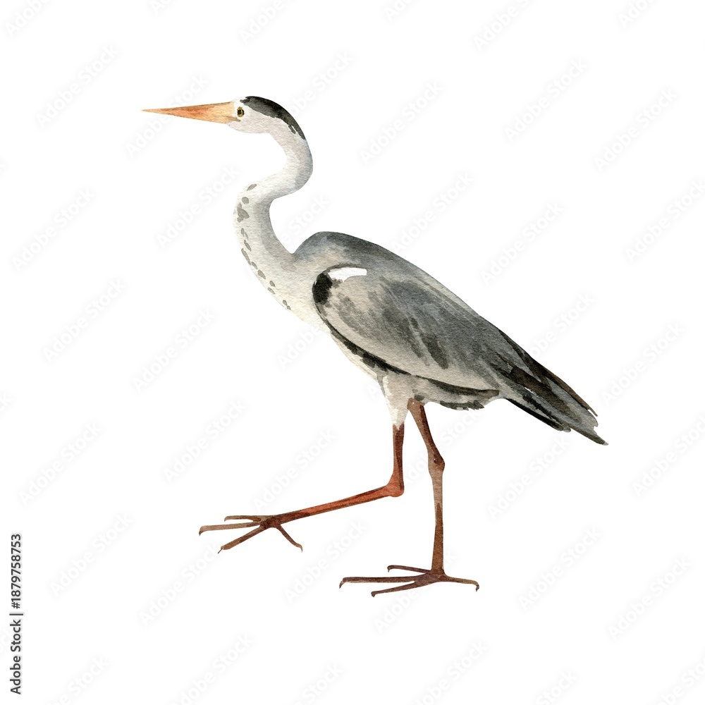 Obraz premium watercolor grey heron, animal of Indian Ocean's islands, standing bird with raised leg, realistic sketch of bird fish catcher, wildlife sea, lake, river, illustration of inhabitant of Maldives
