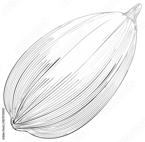 Botanical sunflower seed illustration, black and white outline grain drawing of nutritious food ingredient