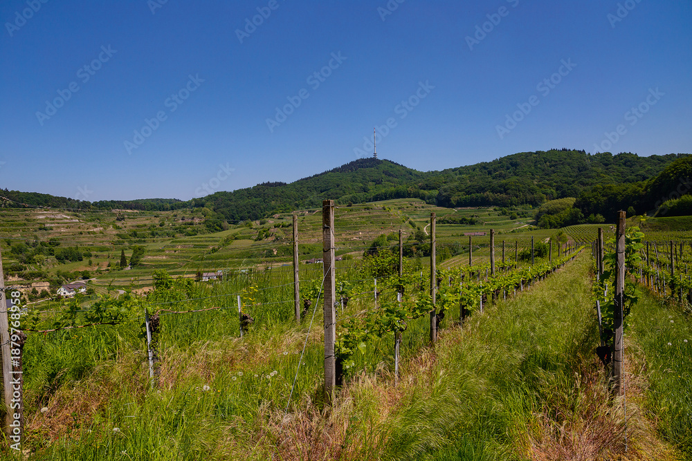 Naklejka premium Reben Weinberge Frühling Blühte