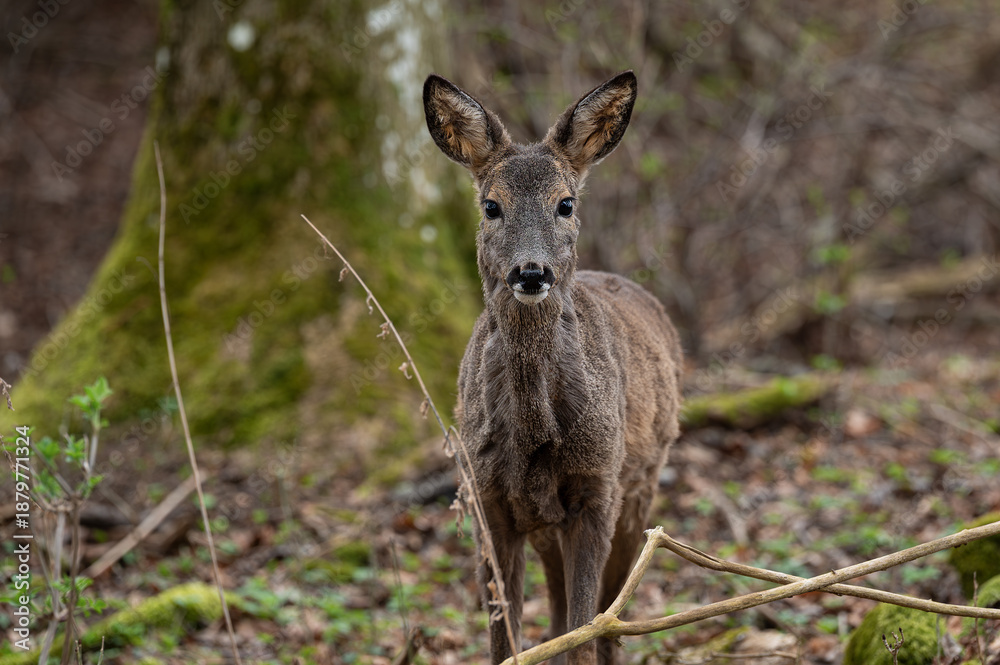 Fototapeta premium Reh