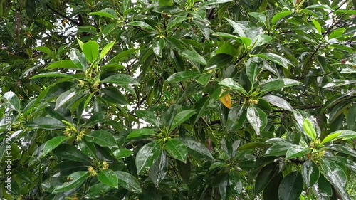 green leaves in the rain