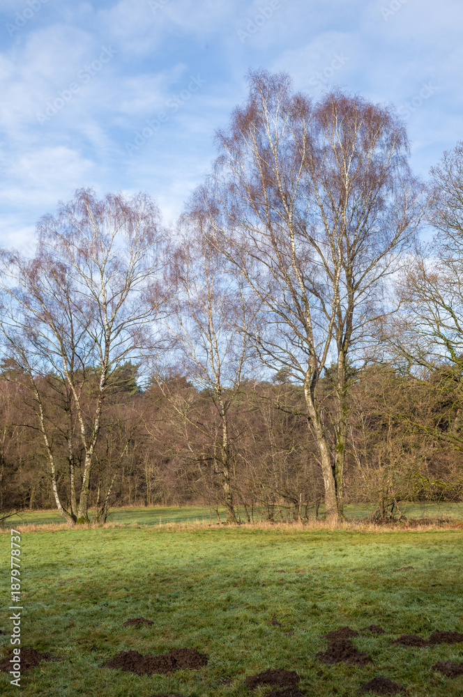 Fototapeta premium Birch trees standing in a green field with molehills