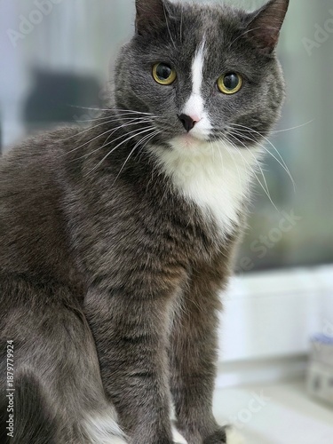 Close-up portrait of a grey cat with white chest and yellow eyes looking at the camera.