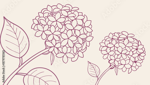 Minimalist Hydrangea Line Art Drawing Elegant Floral Outline Illustration For Spring Wedding Invitation And Beauty Branding