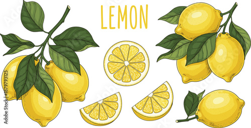 Fresh lemon fruit vector illustration set with whole lemons slices wedges and green leaves isolated on white