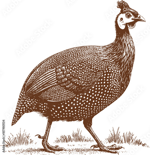 Vintage engraved illustration of a guinea fowl standing on grass, drawn with detailed linework, precise cross-hatching, and natural proportions.
