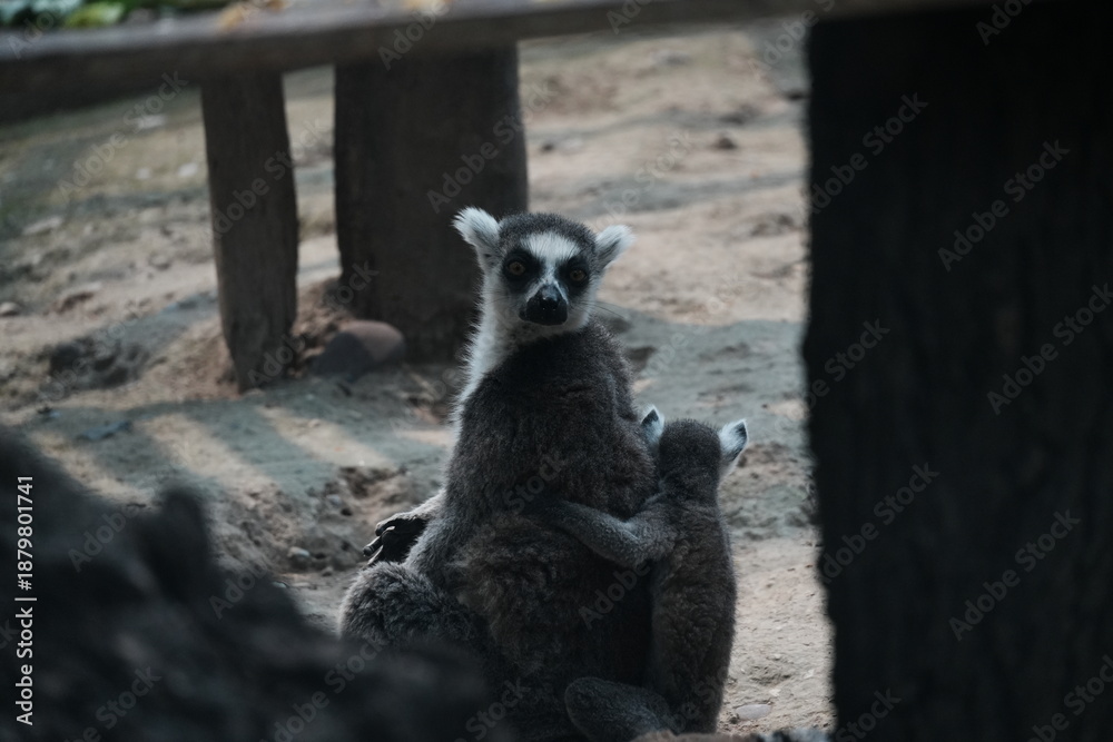 Obraz premium ring tailed lemur