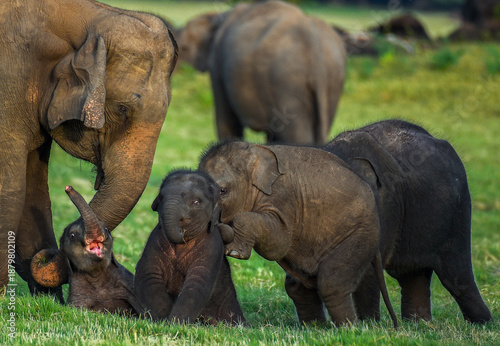 A heartwarming and playful scene of wild Asian elephant calves playing together in the grass, with one baby elephant rolling on its back in pure joy