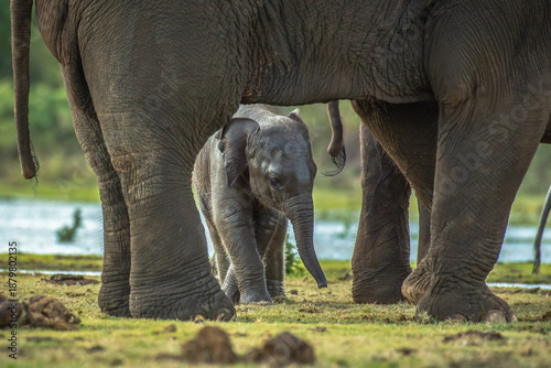 Protection and family bonds in the wild: A small elephant baby seeking shade and safety under the massive frame of adult elephants in a grassy meadow.