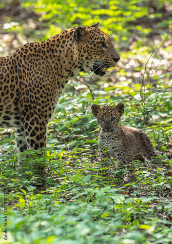 A rare and heart-warming moment of a wild Sri Lankan leopard (Panthera pardus kotiya) mother standing protectively beside her adorable young cub in the lush green jungle