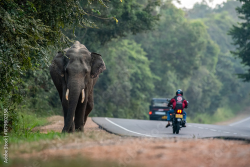 Fotografia Majestic wild elephant with tusks roaming near a public highway, showcasing the