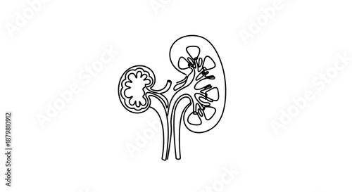 Kidney Anatomy Line Art Illustration for Medical Education.