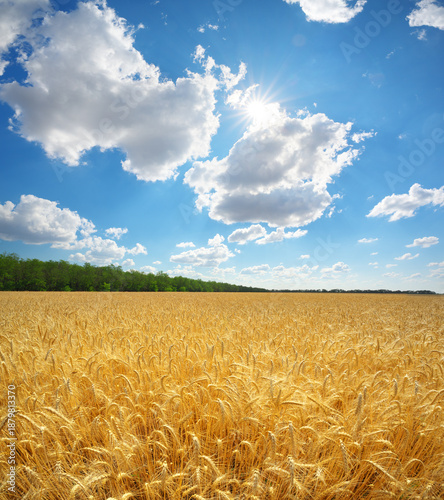 Nature panorama landscape scene of golden, ripe wheat and deep blue sky at day