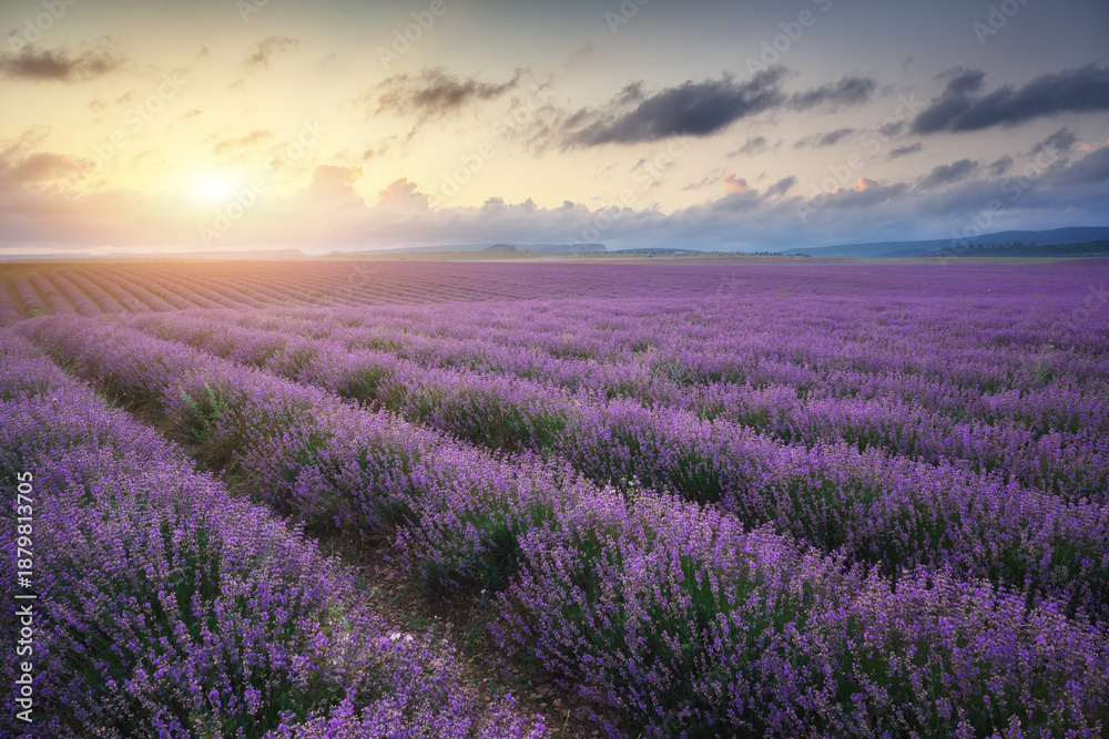 Fototapeta premium Meadow of lavender at summer sunrise.