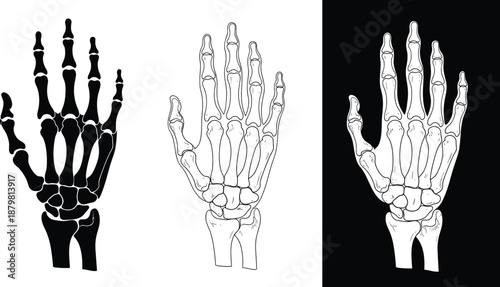 Skeleton Hand Silhouette Vector Illustration, Human Bone Anatomy Graphic, Gothic Skull Art for Halloween, Medical Science Study, Outline and Black Bone Hand Shapes.