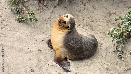 Sea lion resting on the beach at Seal Bay, Kangaroo Island