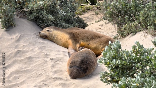 Australian sea lions at Seal Bay, Kangaroo Island, South Australia
