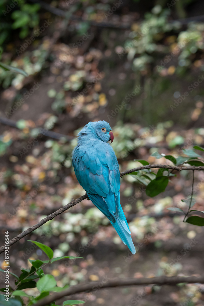 Naklejka premium Blue Bird