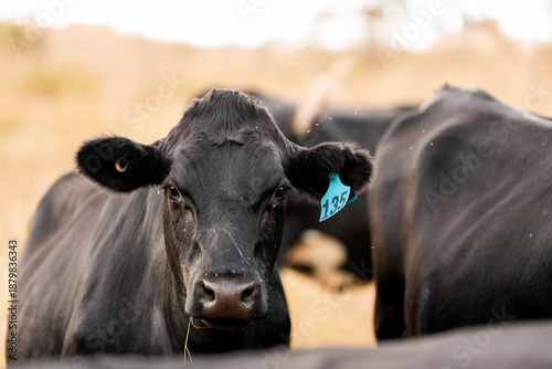 beautiful cows on a farm, beef cattle production in a hot summer, Stud Angus cows in a field free range beef cattle on a farm