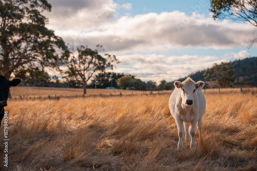 Принти на полотні fat Beef cows and calfs grazing on grass in south west victoria, Australia
