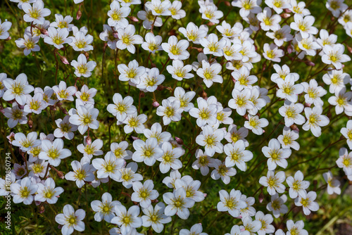 Canvas Print A perennial evergreen herbaceous plant, a hybrid species of the genus Saxifraga
