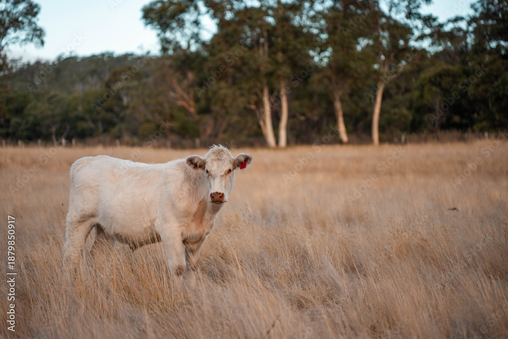 Obraz premium beautiful cattle in Australia eating grass, grazing on pasture. Herd of cows free range beef being regenerative raised on an agricultural farm. Sustainable farming in summer
