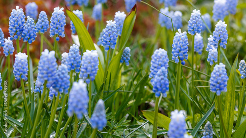 Foto Blue Muscari (sort Ocean Magic) bloom in garden