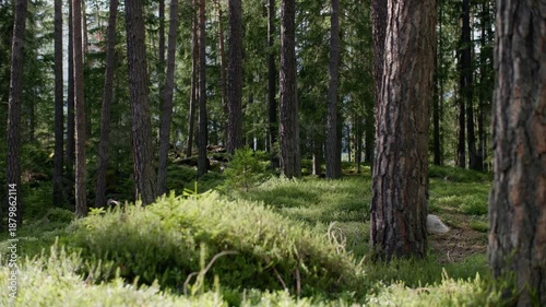 Wallpaper Mural Fairytale nature of pine forest in sunlight. Nature landscape. Torontodigital.ca