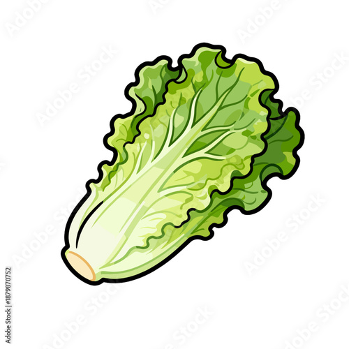 [Vector EPS]Fresh green leafy cabbage vegetable for healthy eating