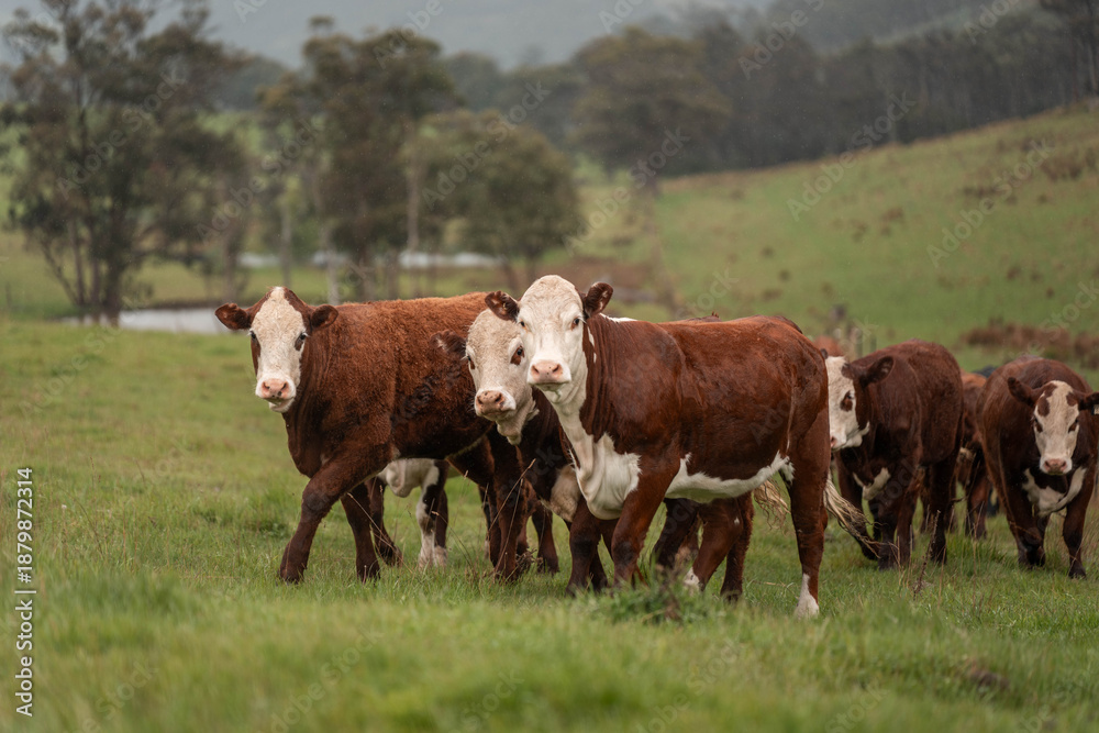 Obraz premium australian cows on a farm practicing Regenerative Beef Farming, Carbon Neutral Ranching, and Soil Health
