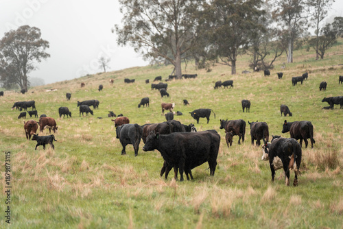 Wallpaper Mural australian tasmanian cow farm Regenerative Beef Farming, Carbon neutral Ranching, and Soil Health Torontodigital.ca