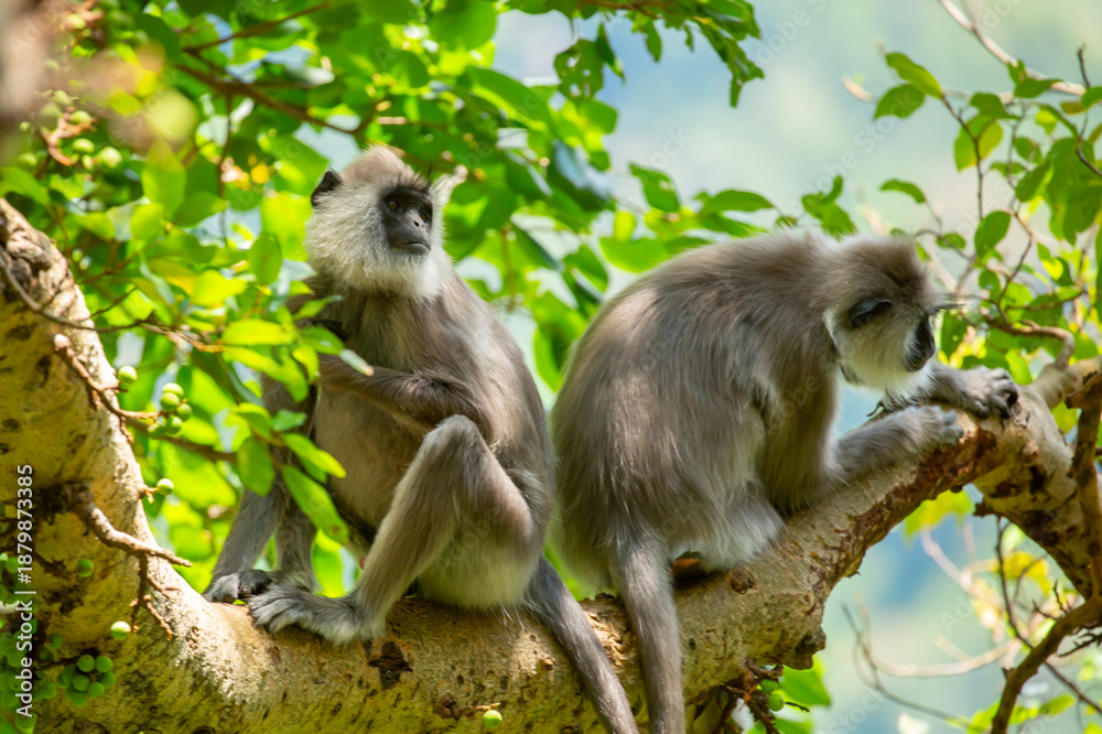 Fototapeta premium Gray hanuman langurs on a tree. Monkeys in the wild in the jungles of Sri Lanka. Troop of monkeys on trees. Wildlife scene with wild animals.