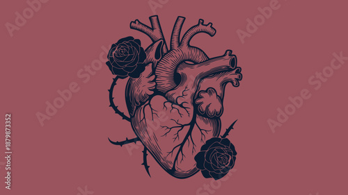 Detailed anatomical of a human heart with attached vessels on a red background anatomy