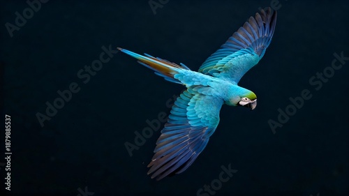 Dynamic flying macaw aerial view