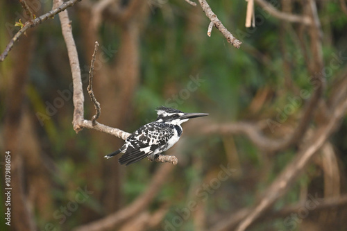 Closeup image of Pied kingfisher resting  on a branch
