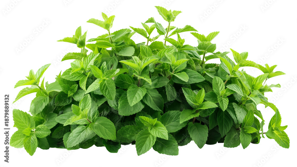 Obraz premium Bush of peppermint ,herb,Flower bush shrub tree plant isolated tropical .