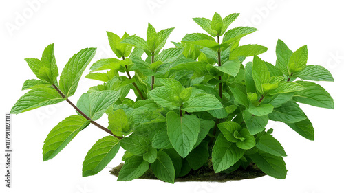 Bush of peppermint ,herb,Flower bush shrub tree plant isolated tropical .
