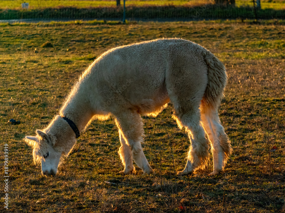 Fototapeta premium Lama auf einer Weide